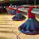 شرکت نمونه طیور