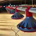 Sample Poultry Company, Production of Poultry Equipment in Qazvin Spa
